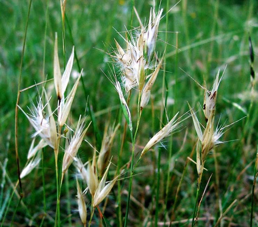 Austrodanthonia Racemosa (Wallaby Grass)