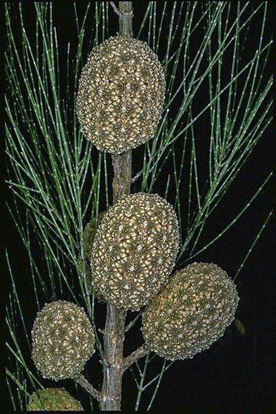Allocasuarina torulosa (Forest Oak)