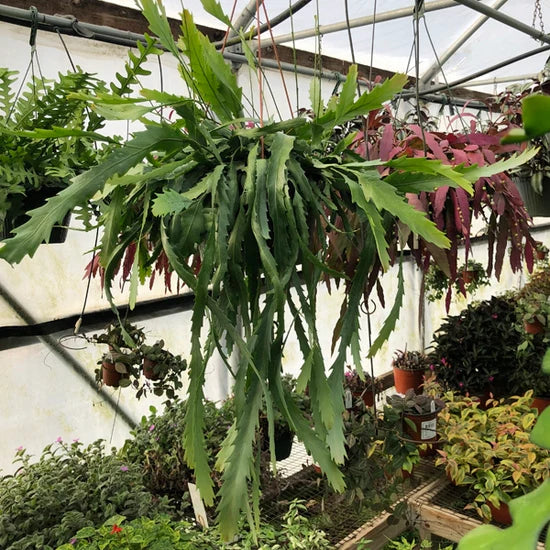 Lepismium houlletianum (Snowdrop Cactus) – Hanging Basket