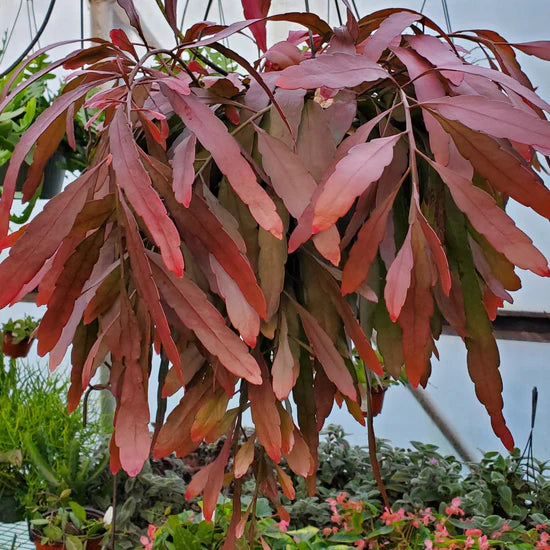 Pseudorhipsalis ramulosa ‘Red Dragon’ (Red Mistletoe Cactus)