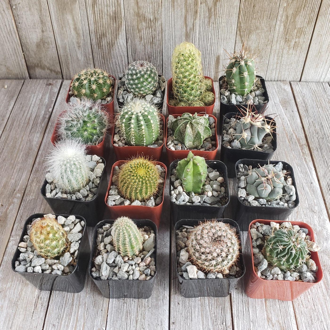 Cactus Spp. (Assorted Cactus)