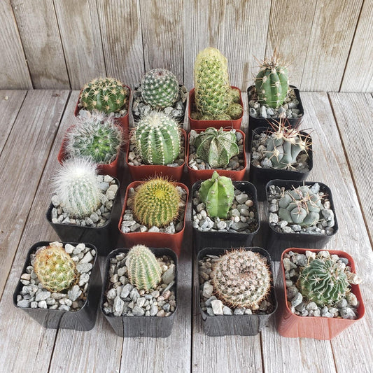 Cactus Spp. (Assorted Cactus)
