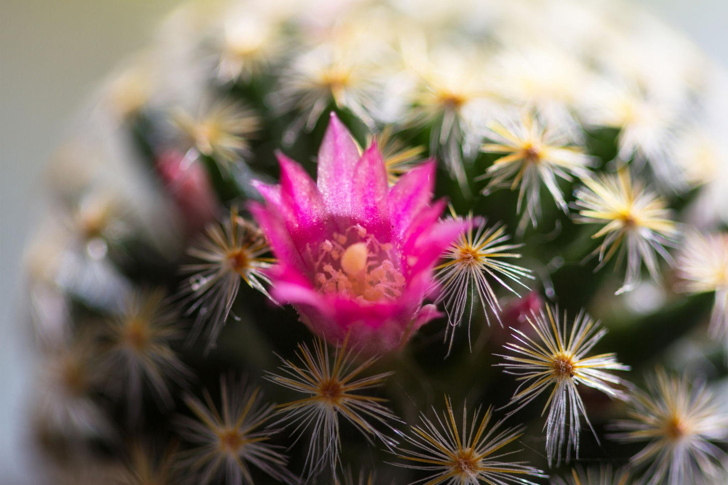 Cactus Spp. (Assorted Cactus)