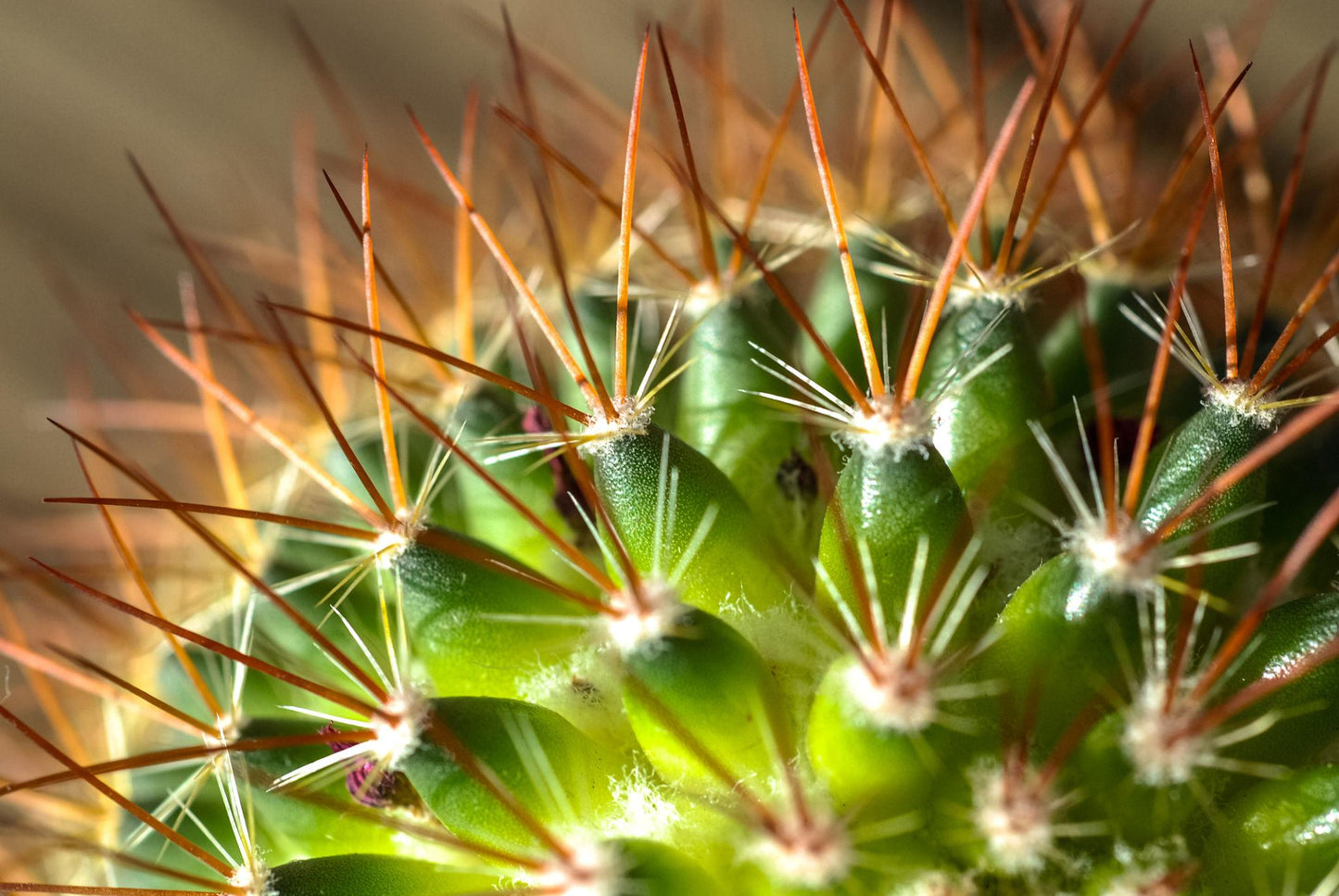 Cactus Spp. (Assorted Cactus)