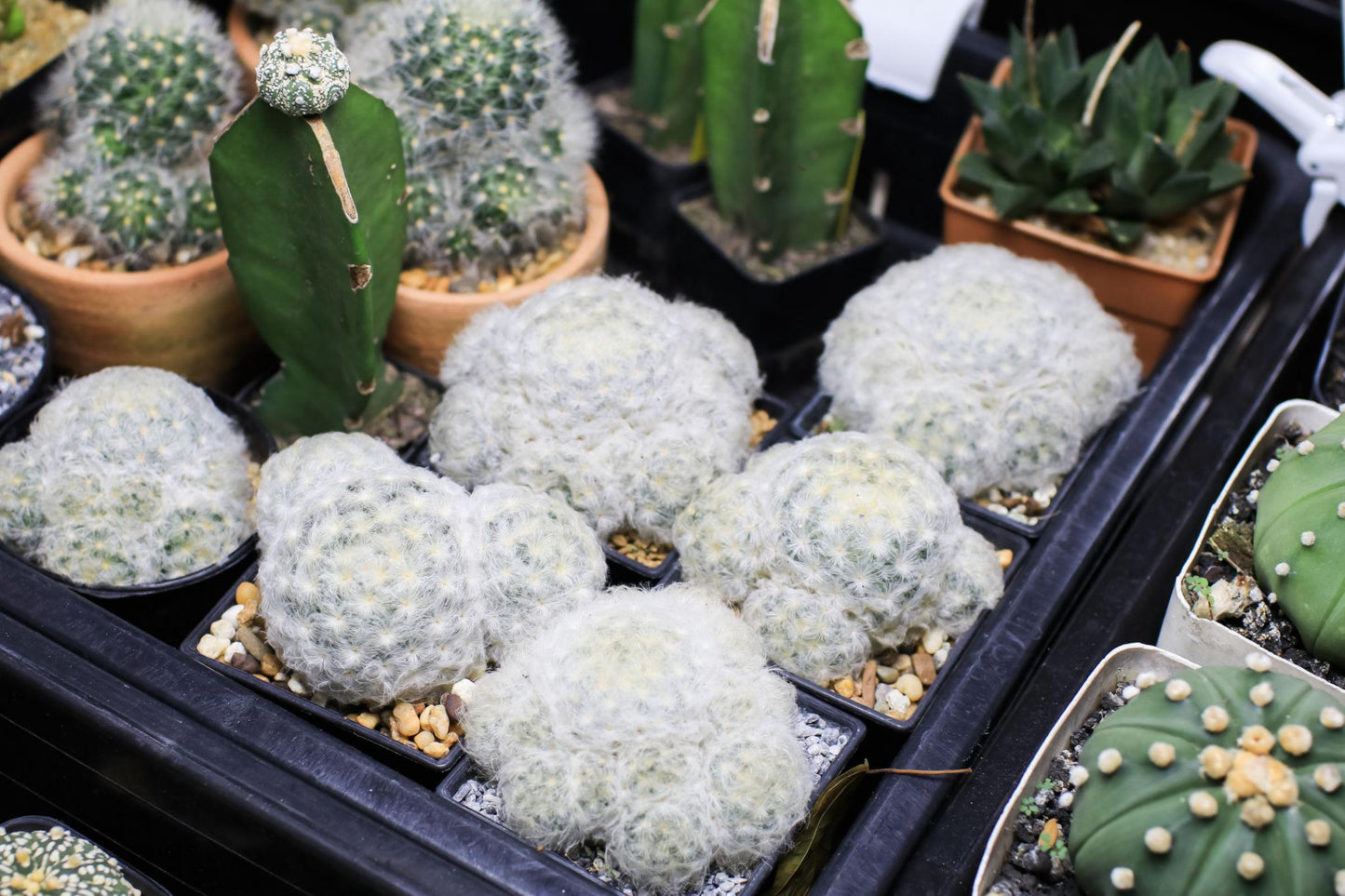 Cactus Spp. (Assorted Cactus)