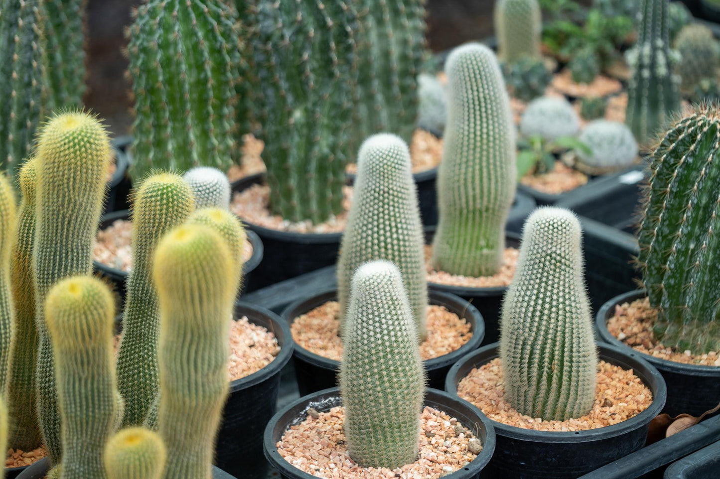 Cactus Spp. (Assorted Cactus)