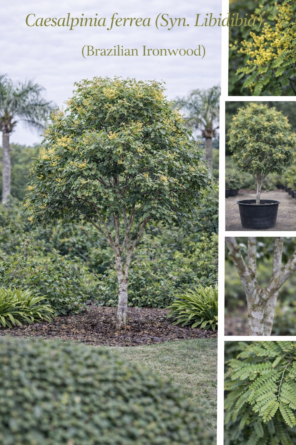 Caesalpinia Ferrea (Syn. Libidibia) (Brazilian Ironwood)