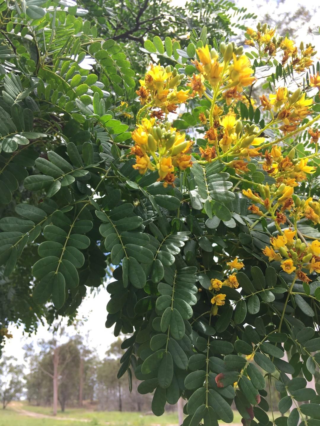 Caesalpinia ferrea (Leopard Tree)