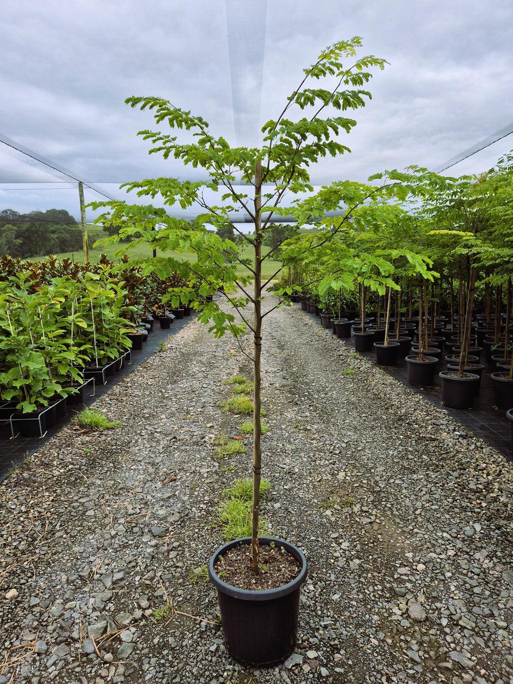 Caesalpinia ferrea (Leopard Tree)