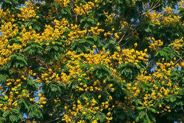 Caesalpinia Ferrea (Syn. Libidibia) (Brazilian Ironwood)