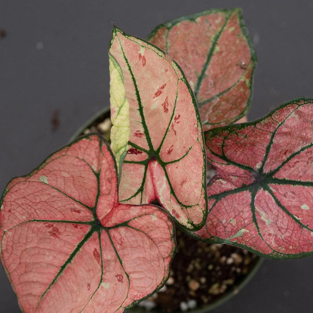 Caladium bicolor (The Scarlet Girl)