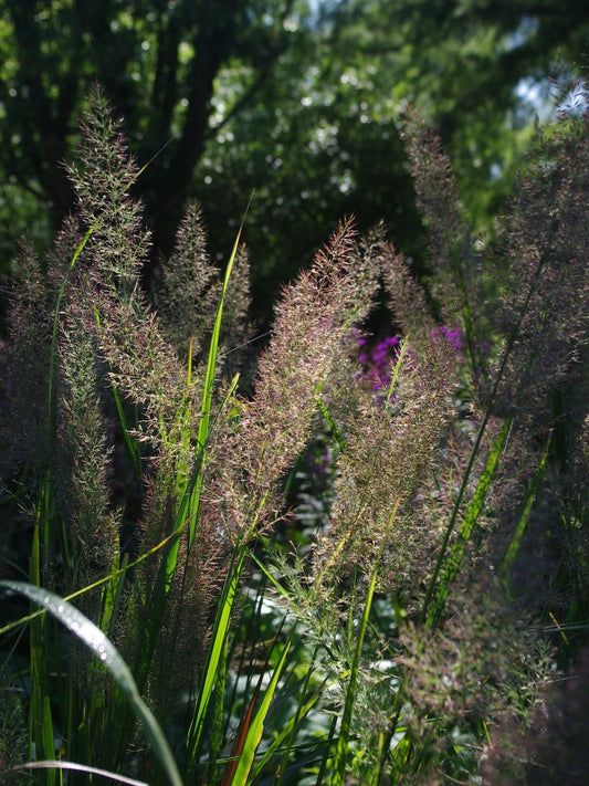 Calamagrostis Brachytricha (Korean Feather Grass)