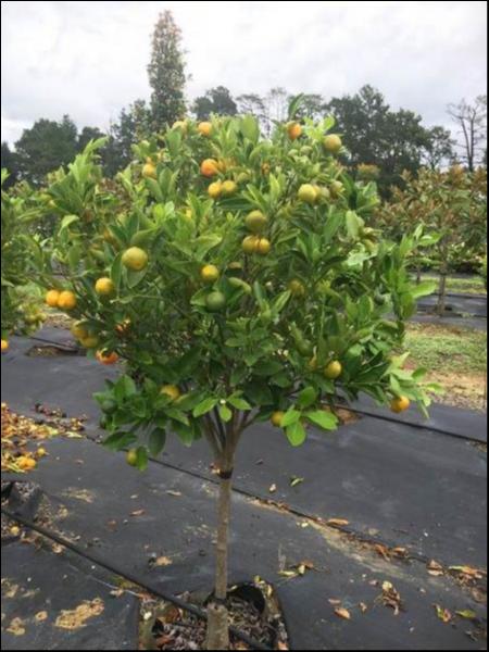 Citrus × Microcarpa (Calamondin Citrus)