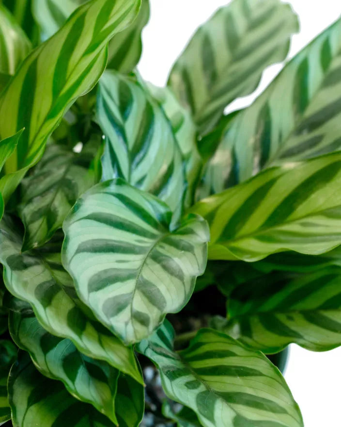 Calathea Freddie (Freddie)