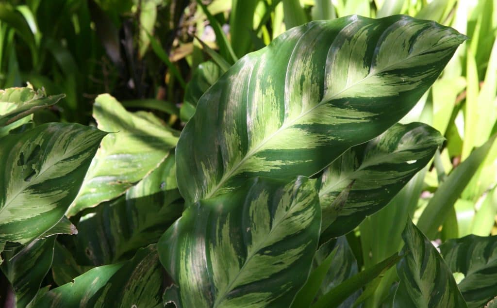Calathea louisae Thai Beauty (Thai Beauty Prayer Plant)