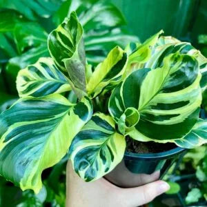 Calathea louisae Thai Beauty (Thai Beauty Prayer Plant)