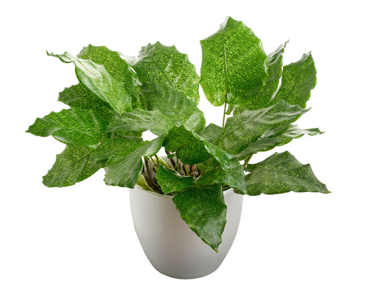 Calathea Musaica (Network Calathea)