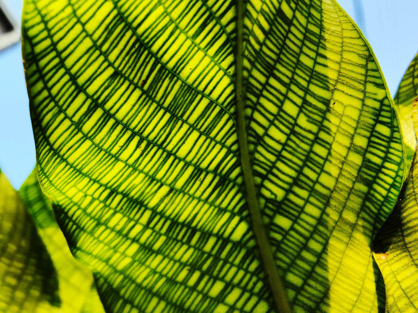 Calathea Musaica (Network Calathea)