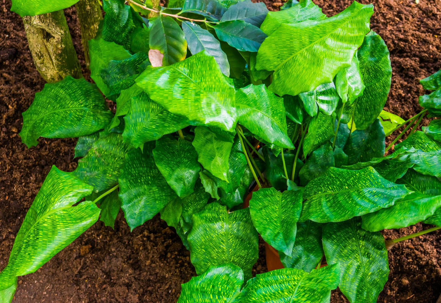 Calathea Musaica (Network Calathea)