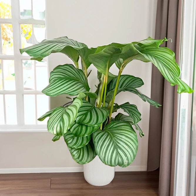 Calathea Orbifolia (Round Leaf Calathea)