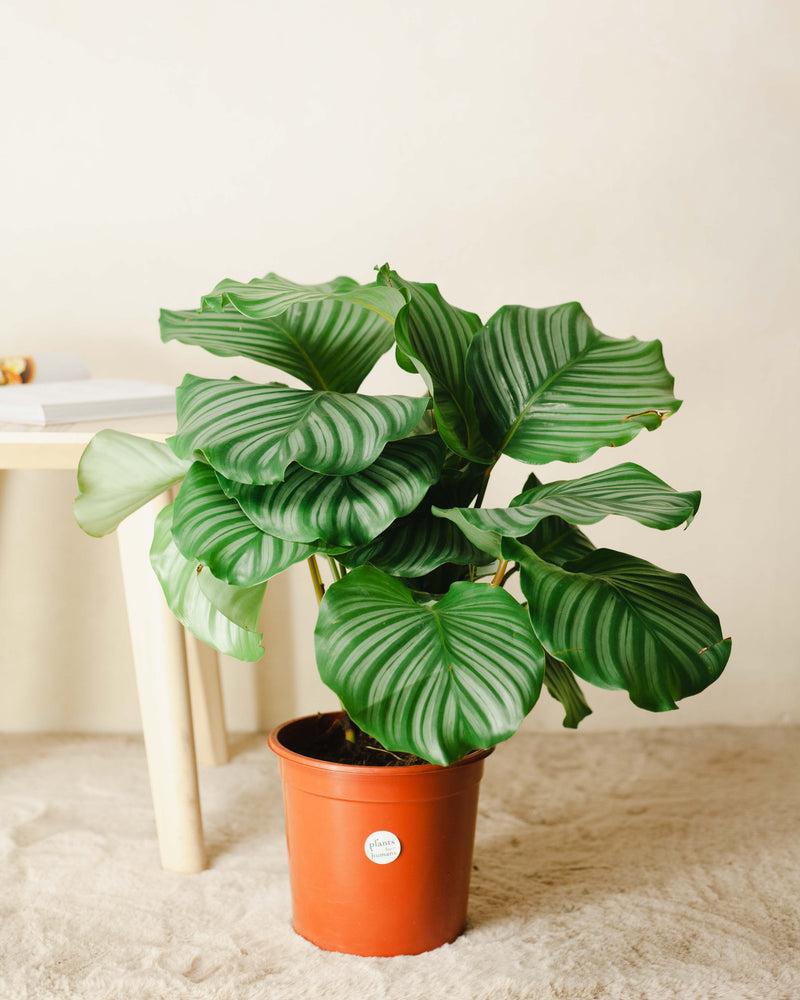 Calathea Orbifolia (Round Leaf Calathea)