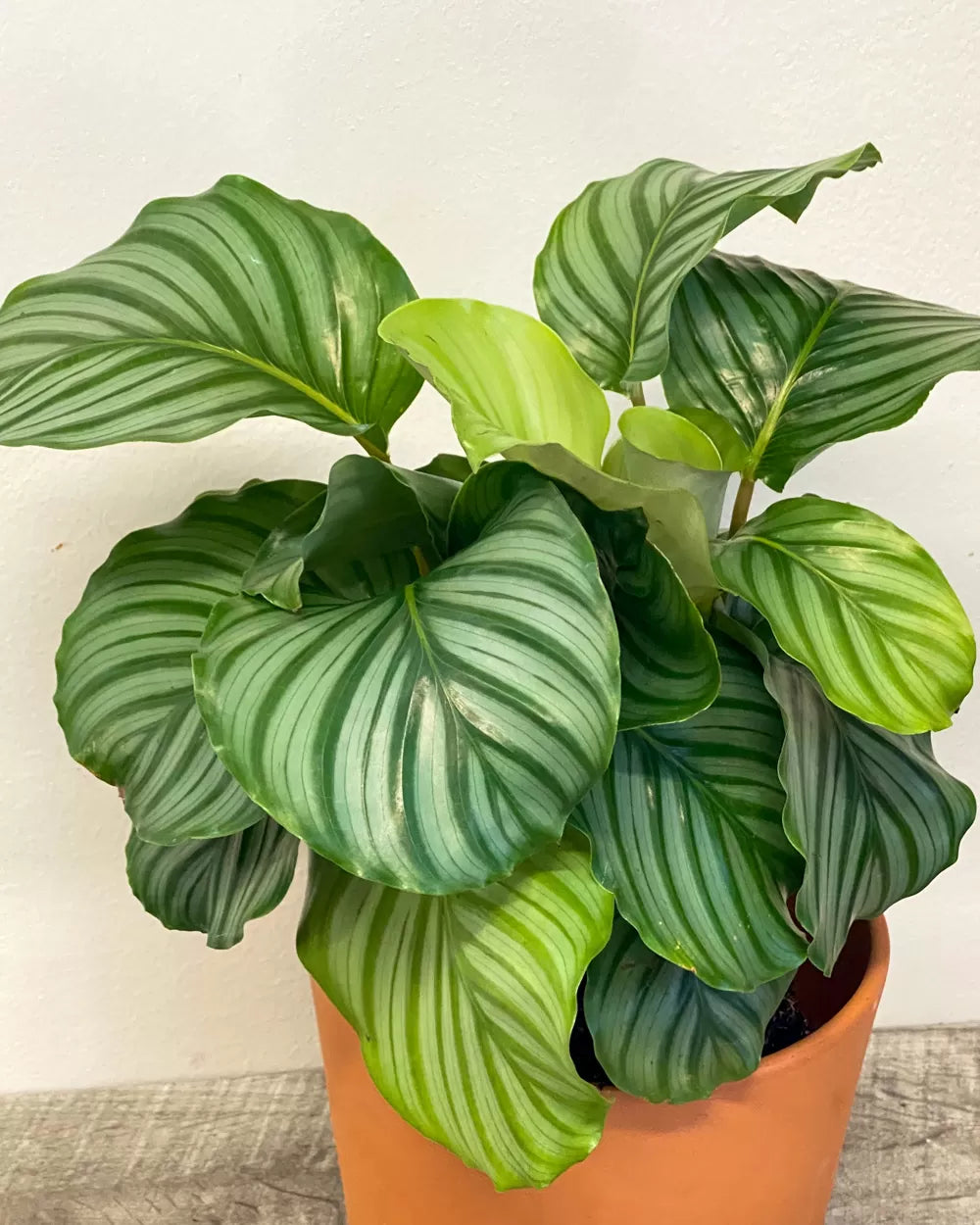 Calathea Orbifolia (Round Leaf Calathea)
