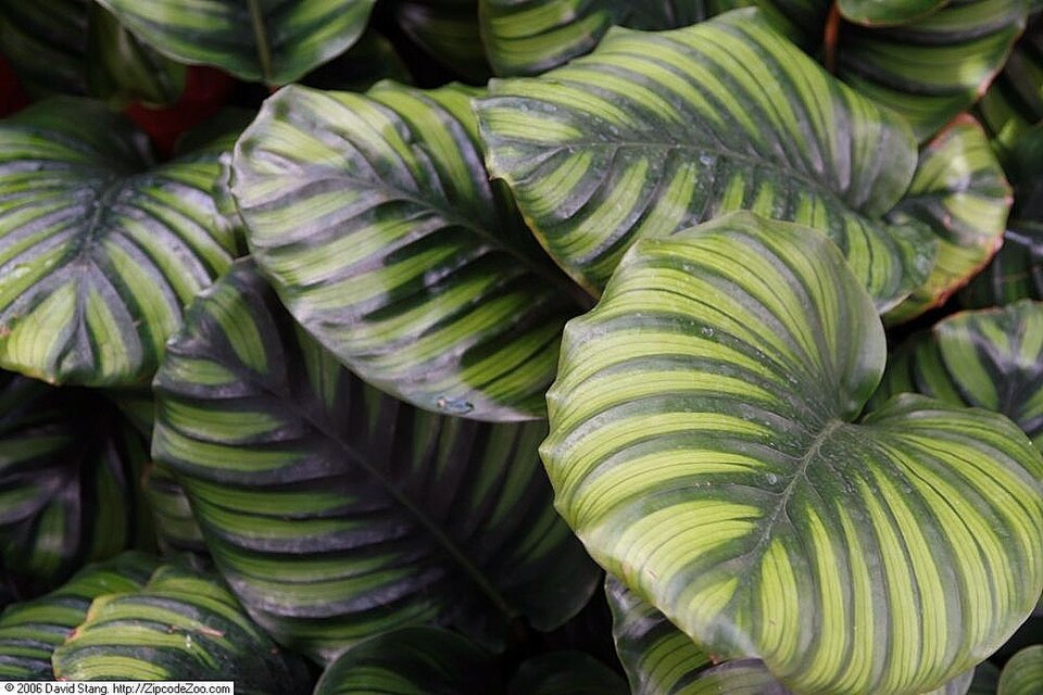 Calathea fasciata (Goeppertia)