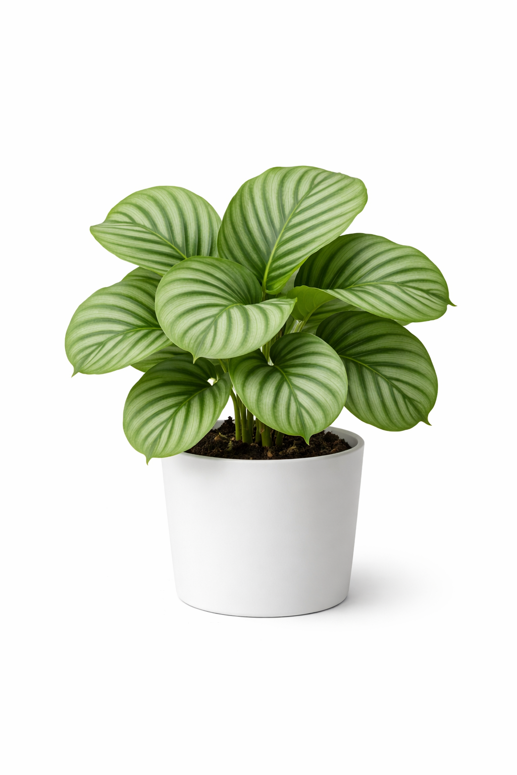 Calathea Orbifolia (Prayer Plant)