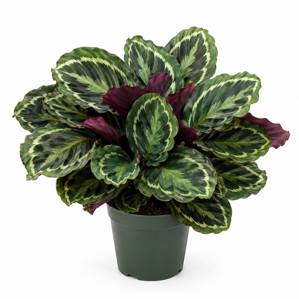 Calathea Medallion (Medallion)