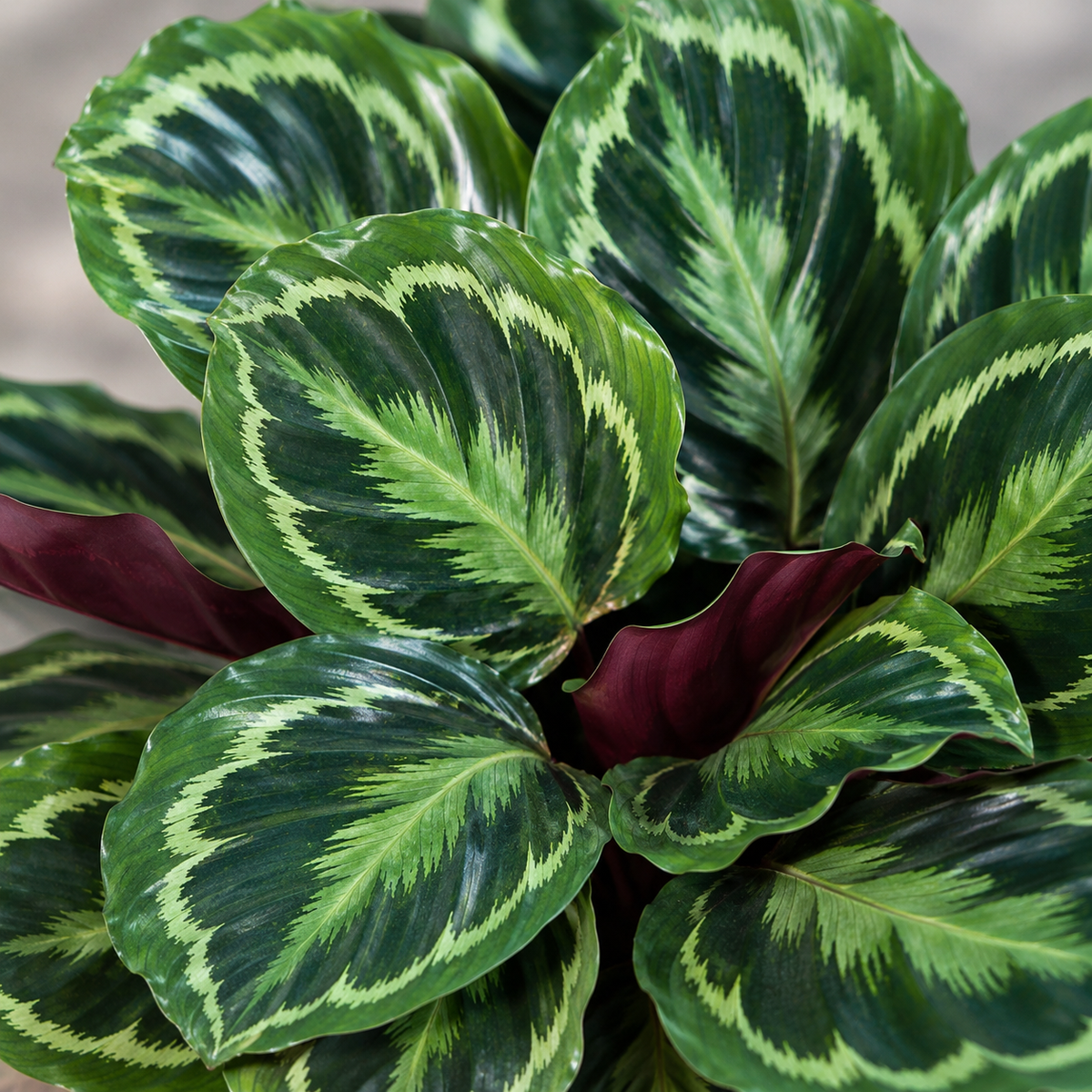 Calathea Medallion (Medallion)
