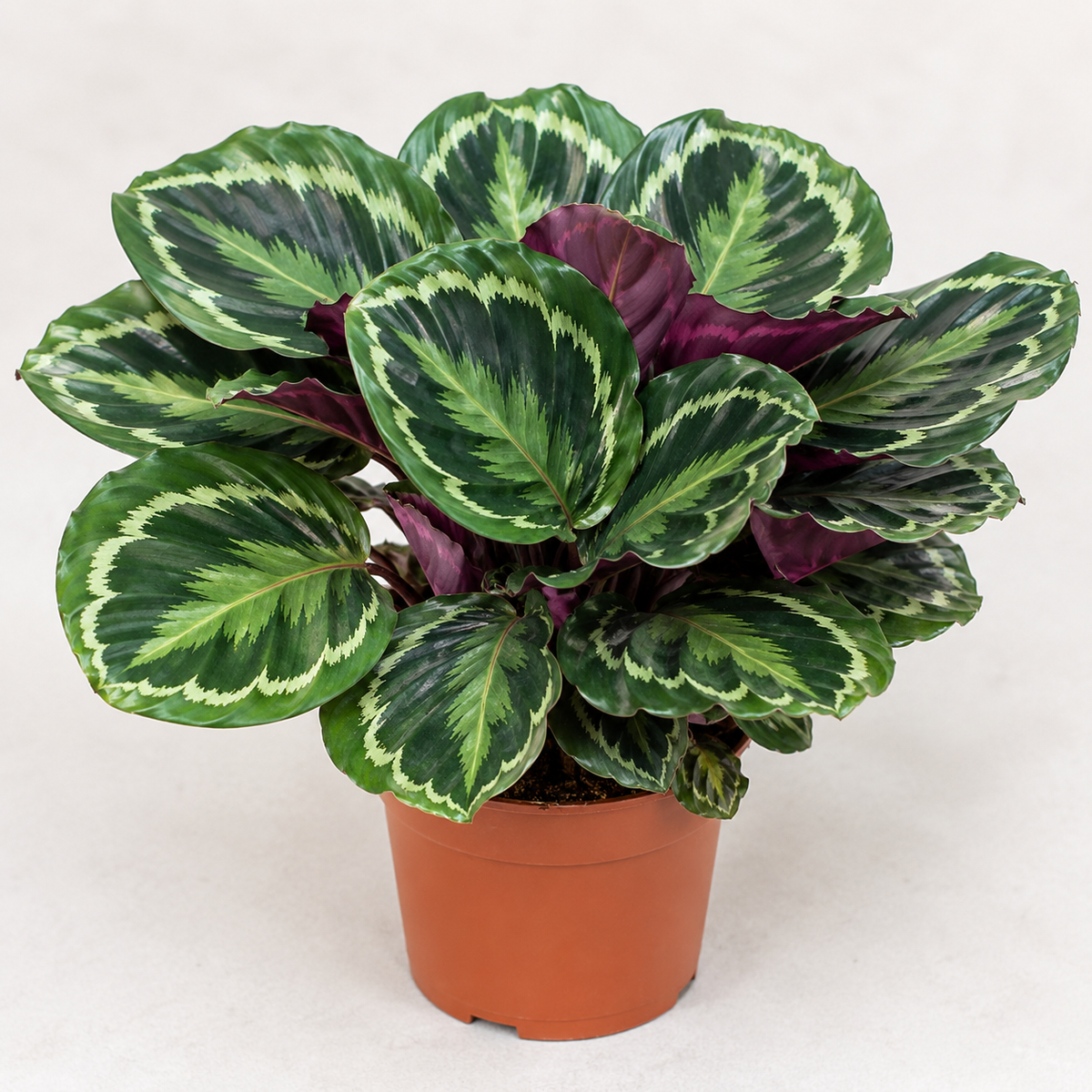 Calathea Medallion (Medallion)
