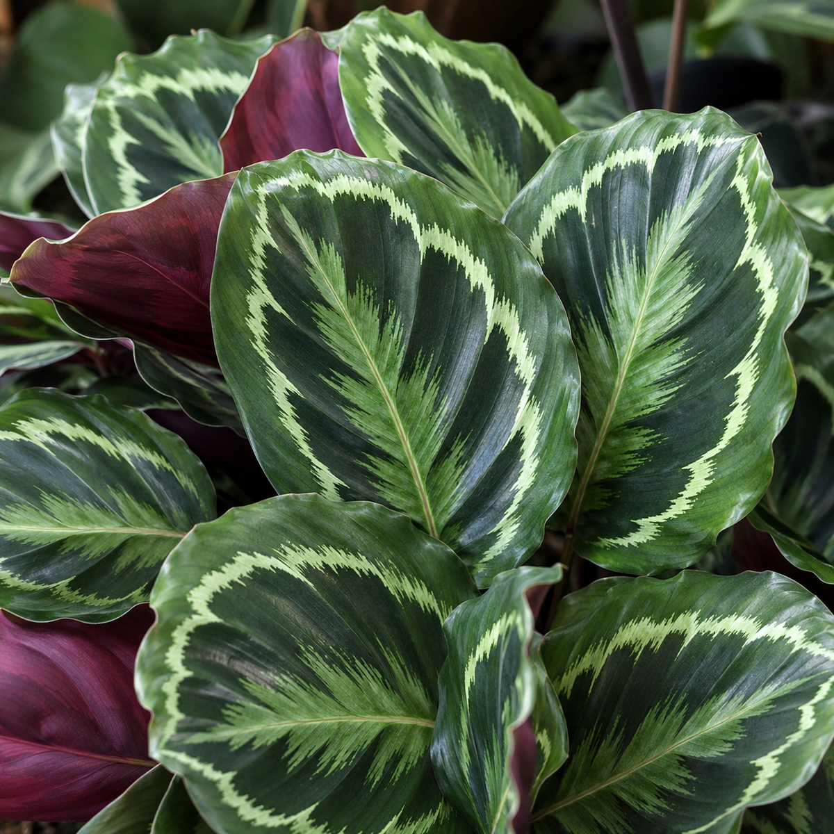 Calathea Medallion (Medallion)