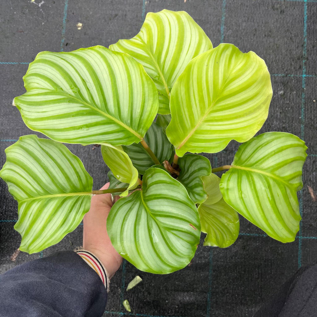 Calathea Orbifolia (Round Leaf Calathea)