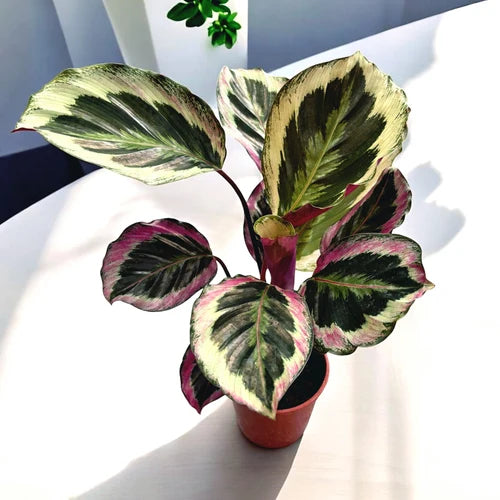 Goeppertia Roseopicta ‘Shinestar’ (Shinestar Calathea)
