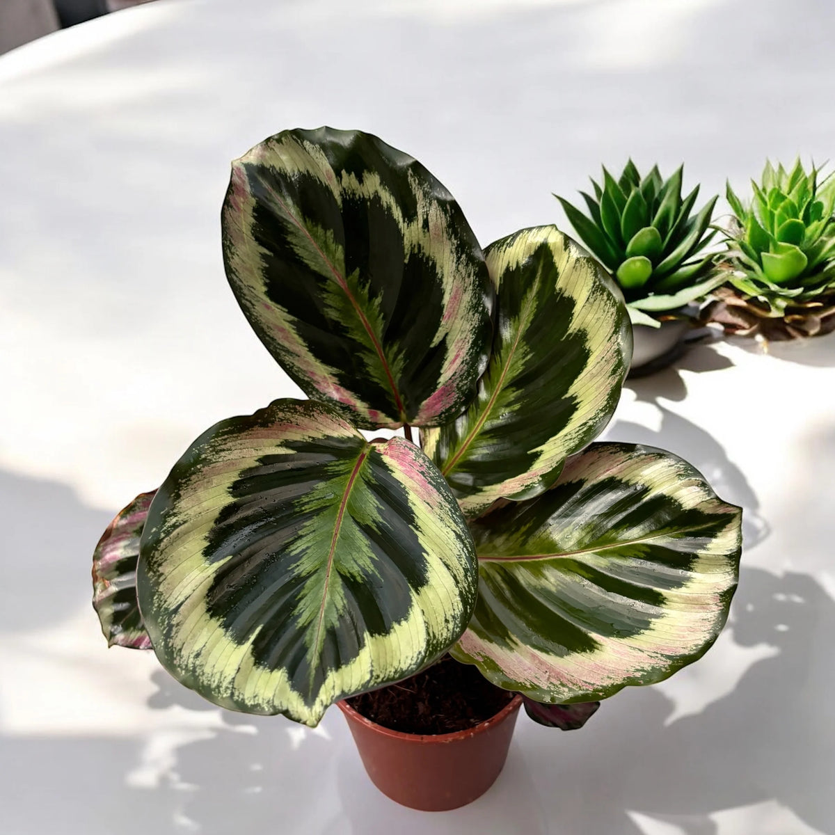 Goeppertia Roseopicta ‘Shinestar’ (Shinestar Calathea)