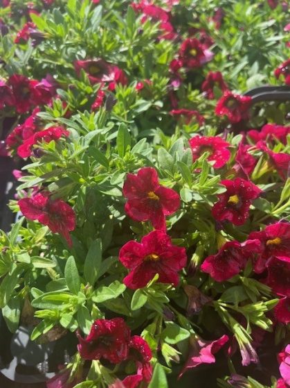Calibrachoa ‘Aloha Single’ (Aloha Single Calibrachoa)