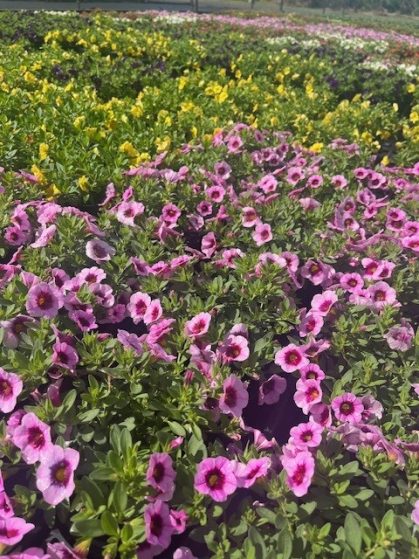 Calibrachoa ‘Aloha Single’ (Aloha Single Calibrachoa)