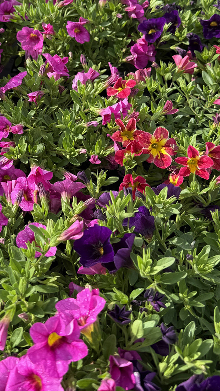 Calibrachoa ‘Aloha Single’ (Aloha Single Calibrachoa)