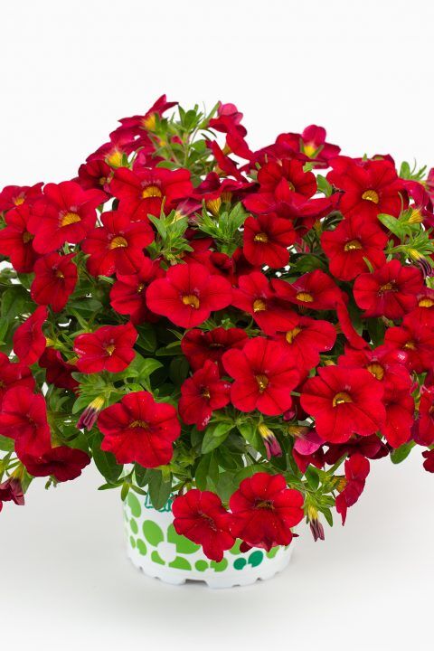 Calibrachoa hybrida ‘Calitastic™ Dark Red’ (Calibrachoa / Million Bells)