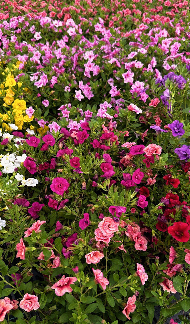 Calibrachoa ‘Aloha Double’ (Aloha Double Calibrachoa)
