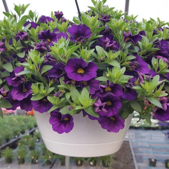 Calibrachoa Aloha Kona Midnight Blue