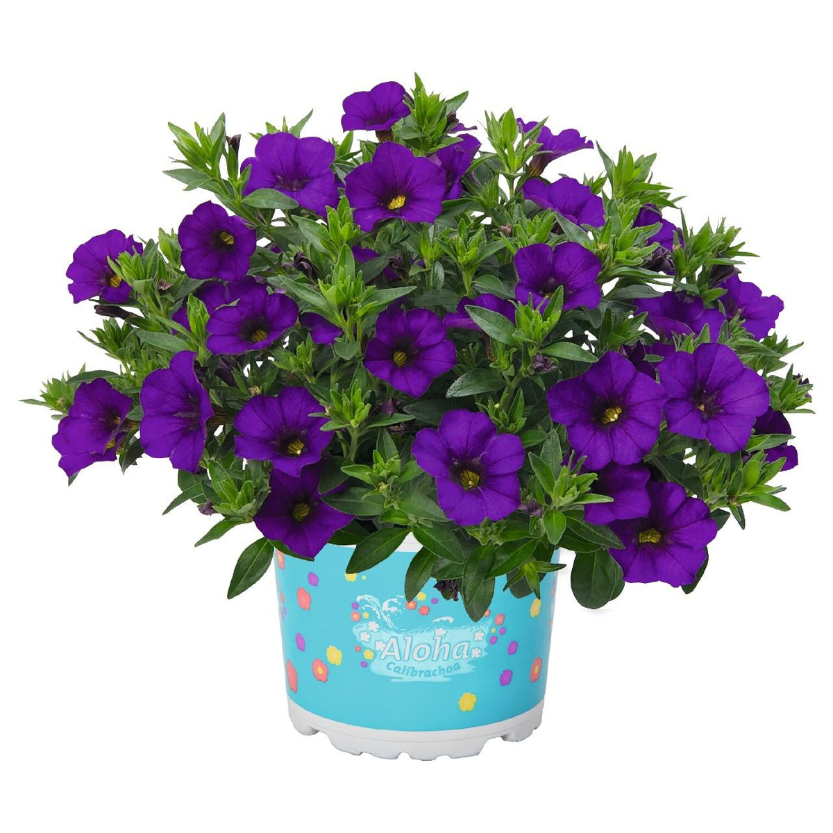 Calibrachoa Aloha Kona Midnight Blue