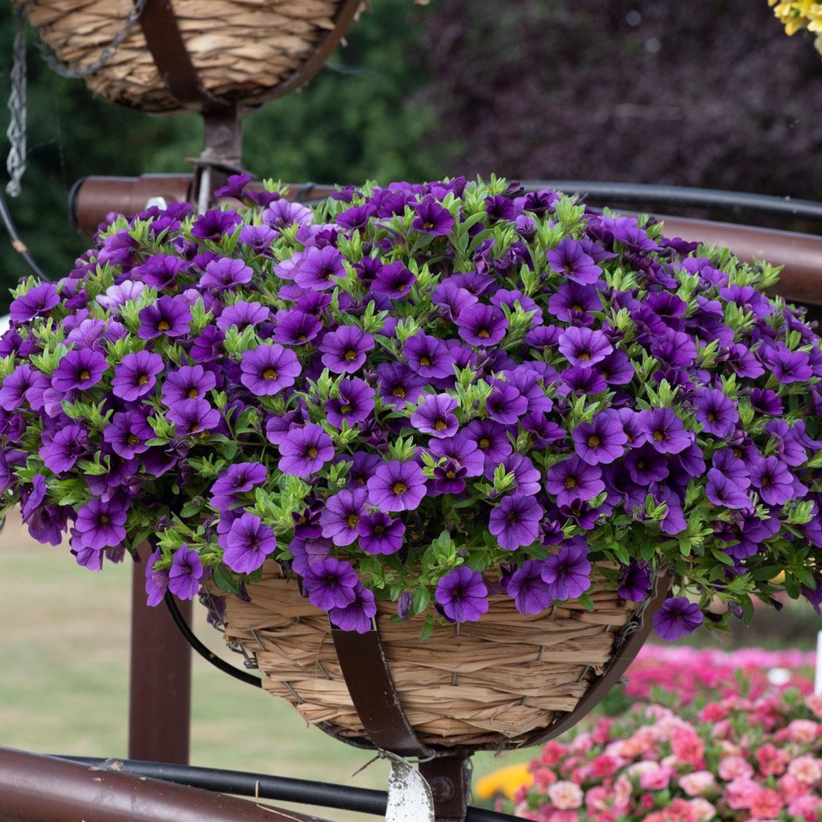 Calibrachoa Aloha Kona Midnight Blue
