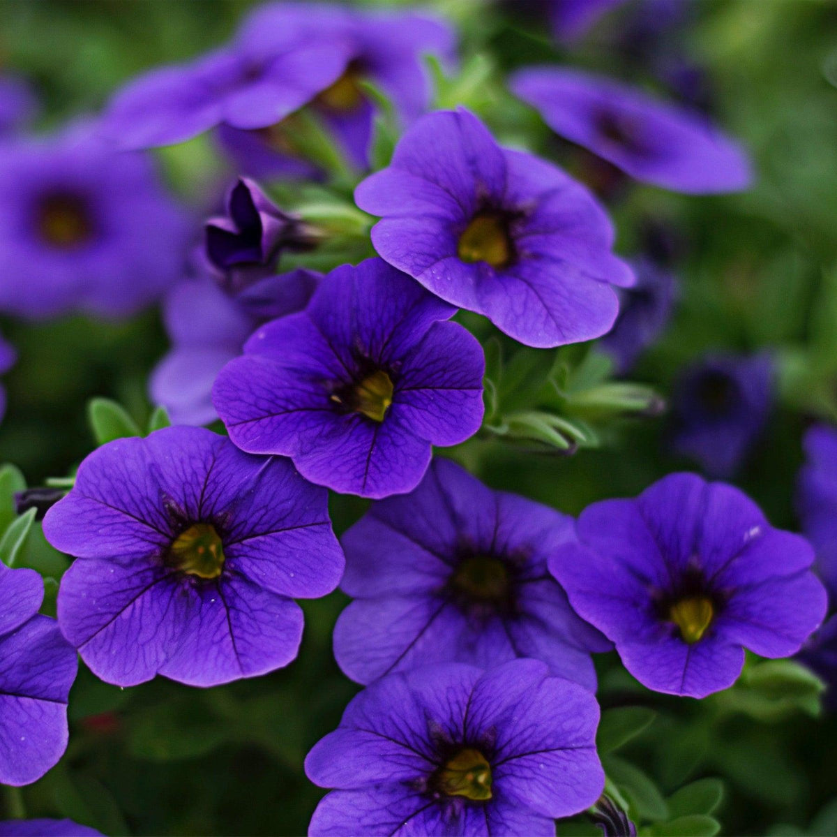 Calibrachoa Aloha Kona Midnight Blue