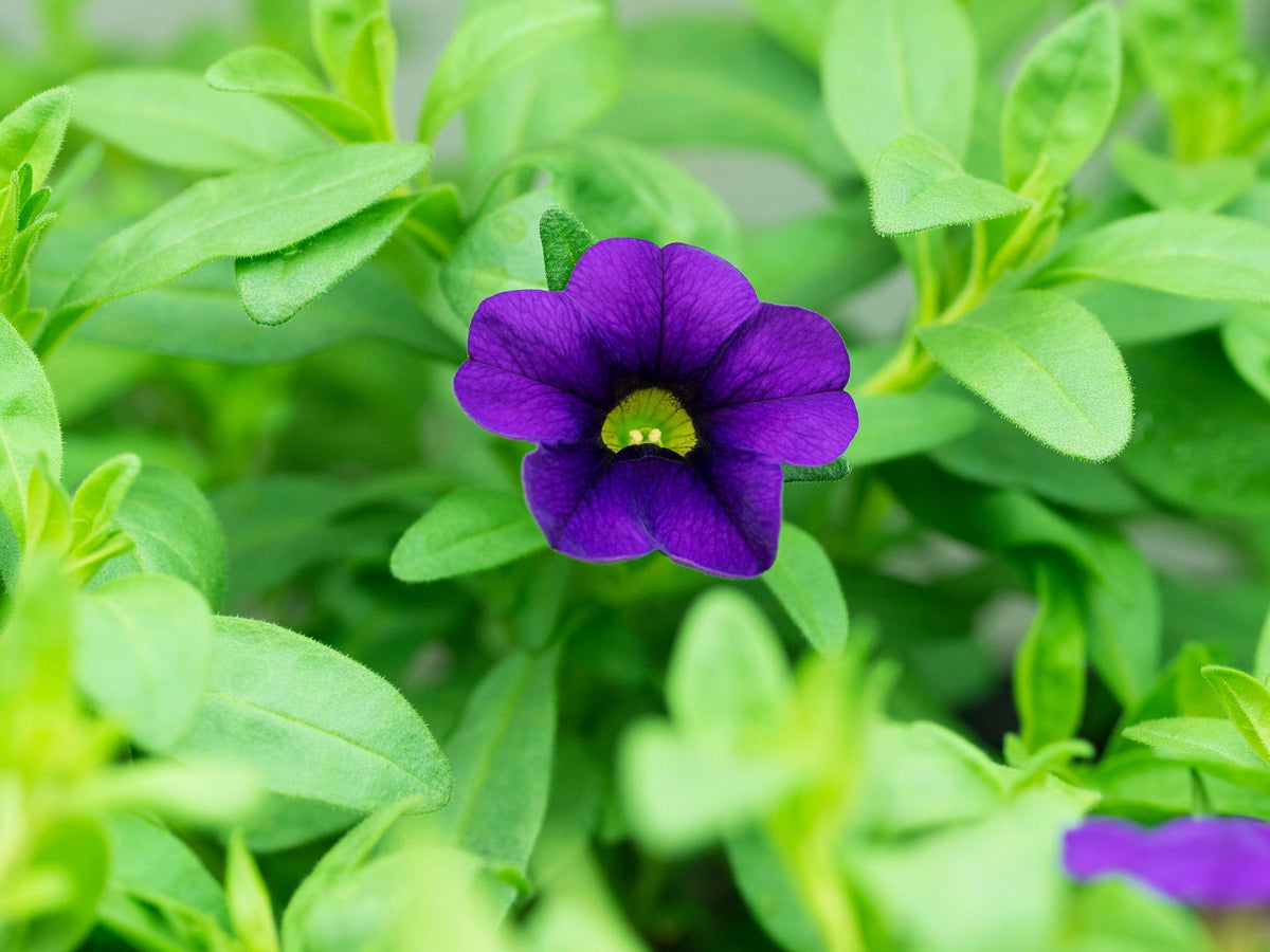 Calibrachoa Aloha Kona Midnight Blue