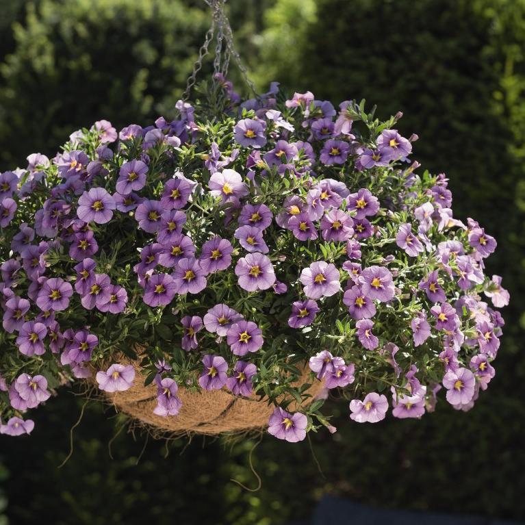Calibrachoa Aloha Kona Tiki Blue