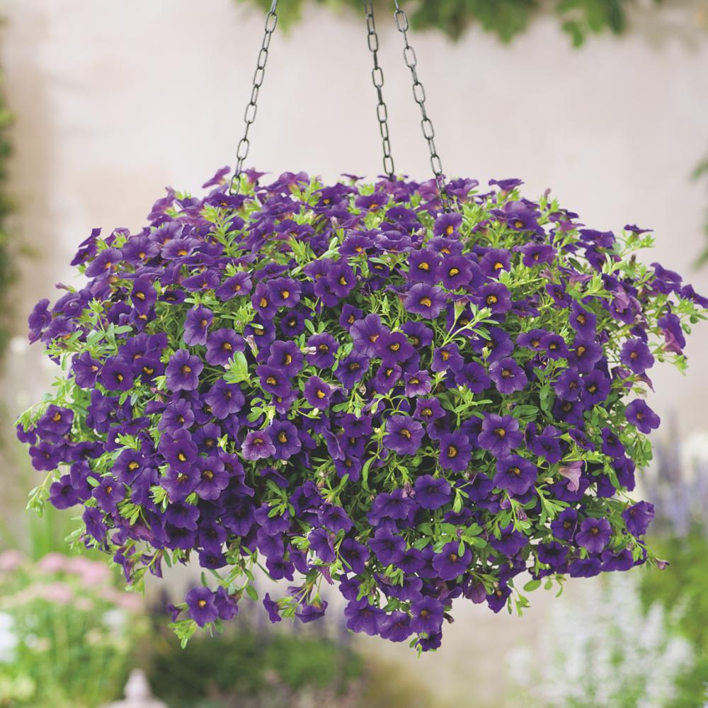 Calibrachoa Aloha Kona Tiki Blue