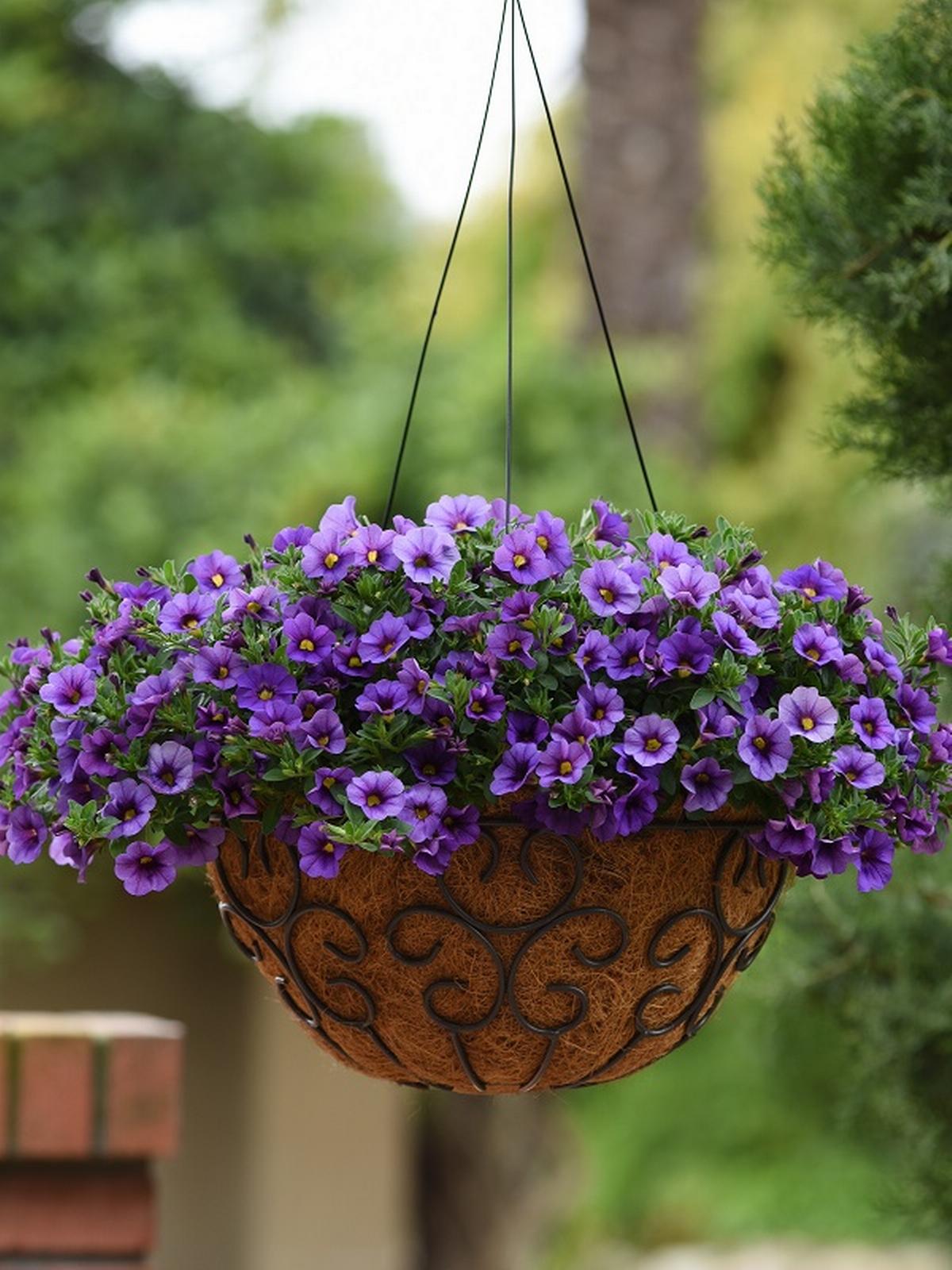 Calibrachoa Aloha Kona Tiki Blue