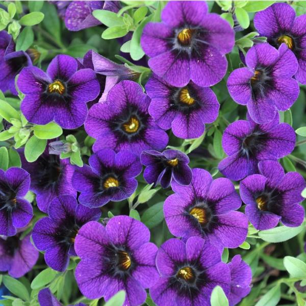 Calibrachoa Aloha Kona Tiki Blue
