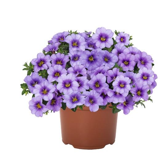 Calibrachoa Aloha Kona Tiki Blue